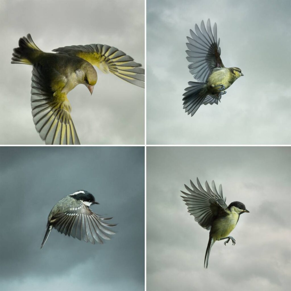 Las fotografías de Mark Harvey capturan pájaros acrobáticos en el aire