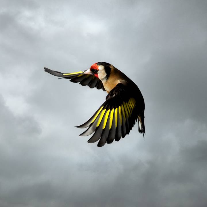 Las fotografías de Mark Harvey capturan pájaros acrobáticos en el aire